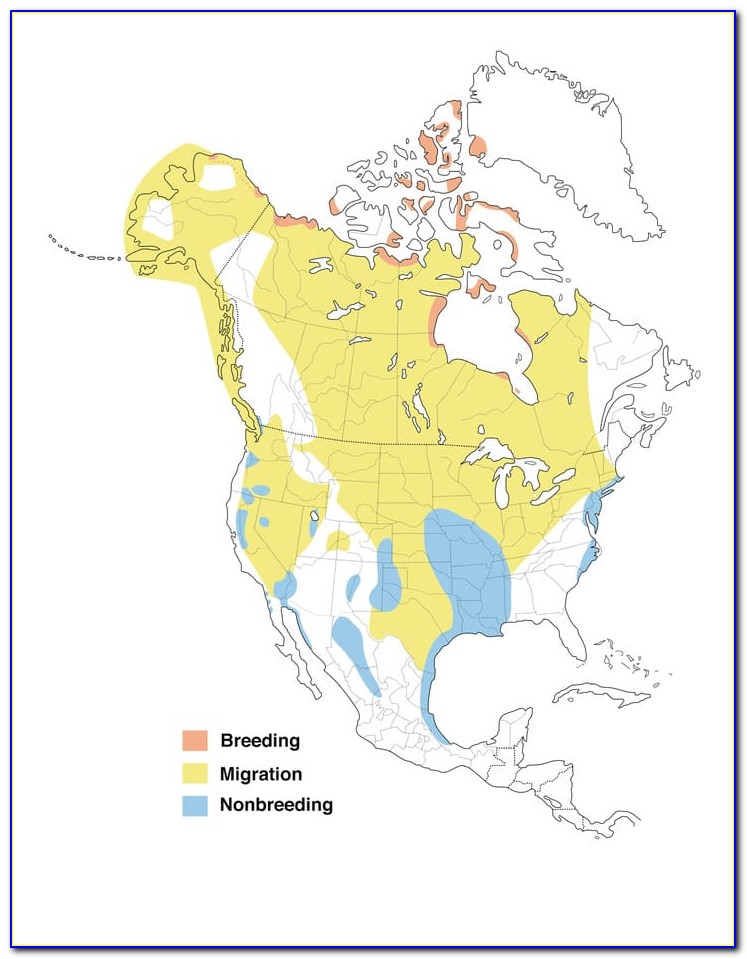 Snow Goose Migration Map 2021