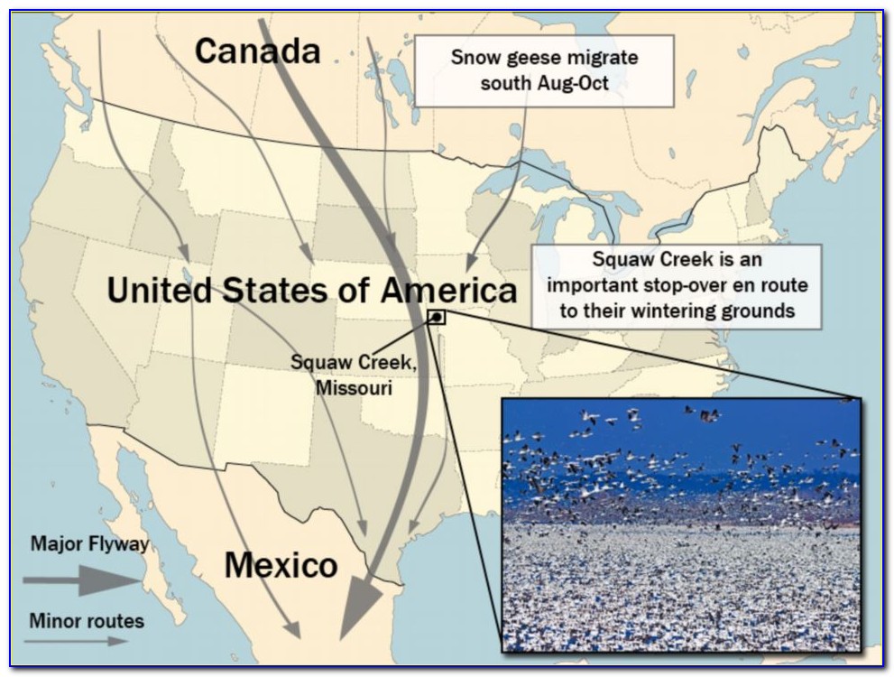 Snow Goose Migration Route Alberta