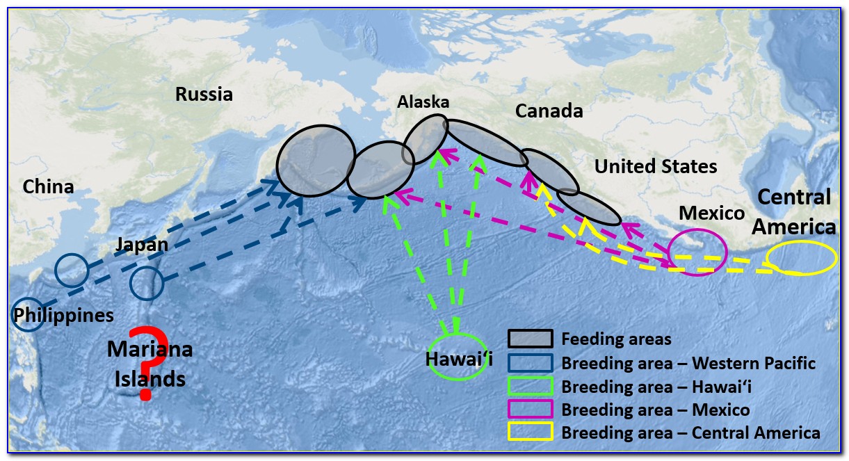 Humpback Whale Migration Map Australia