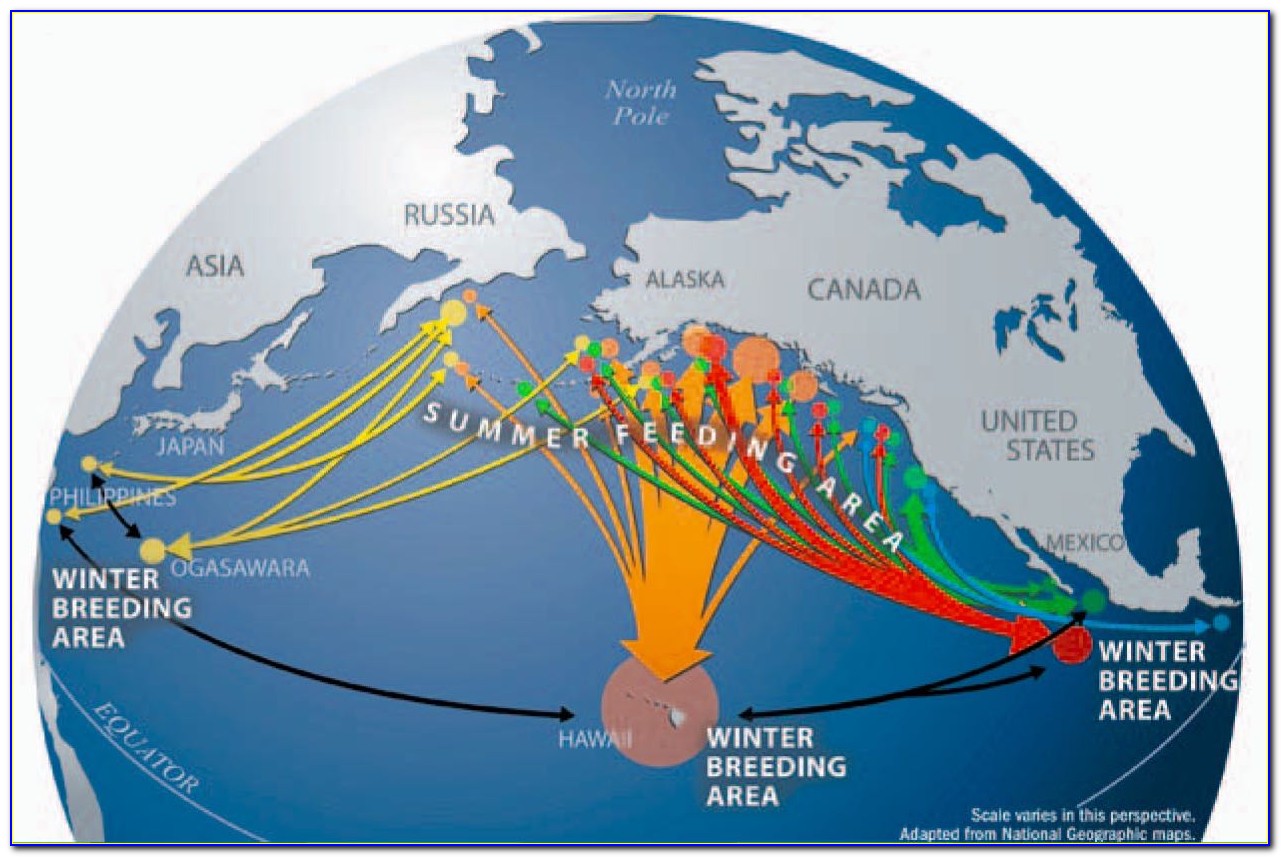 Humpback Whale Migration Map Hawaii
