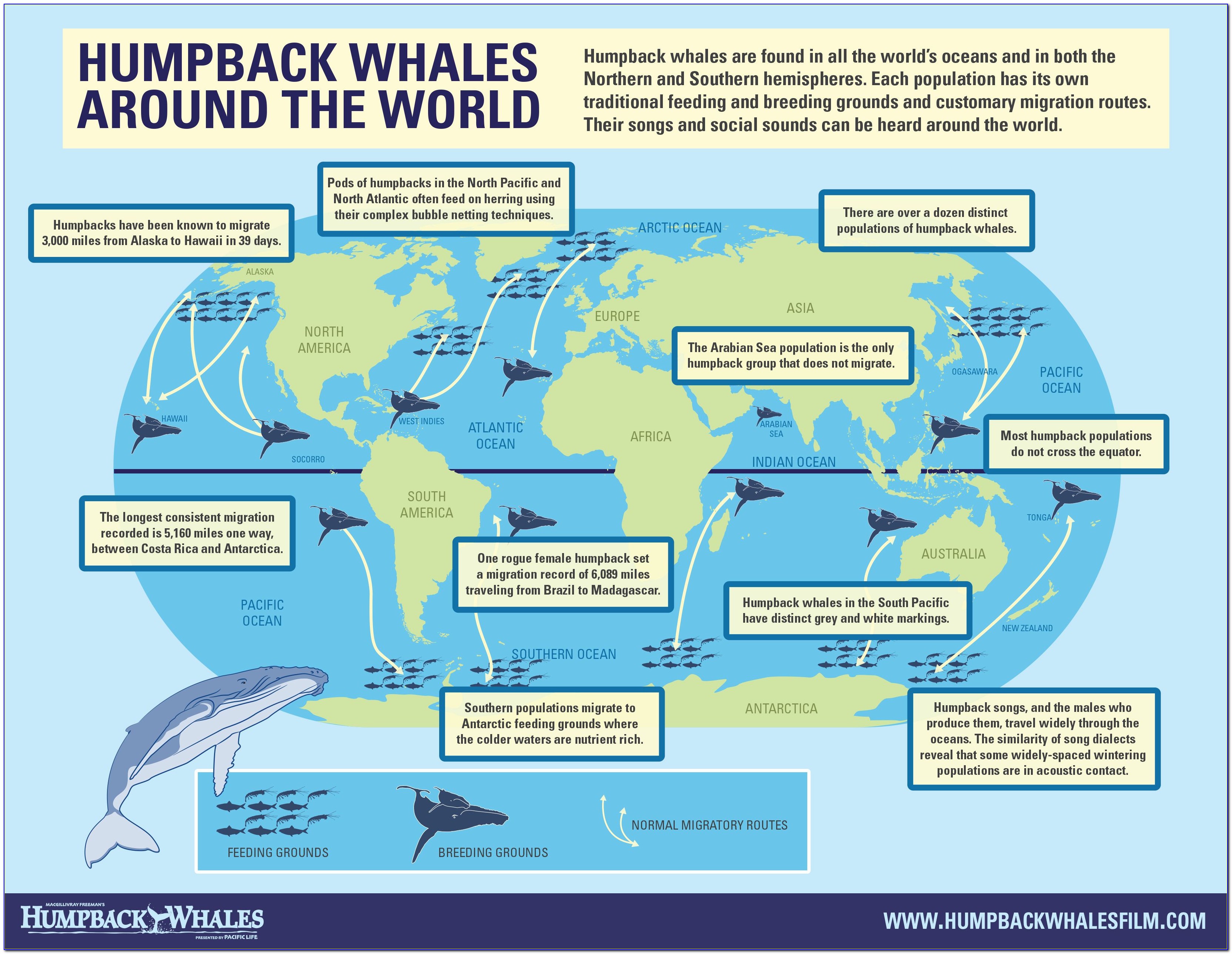 Humpback Whale Migration Map Pacific Ocean