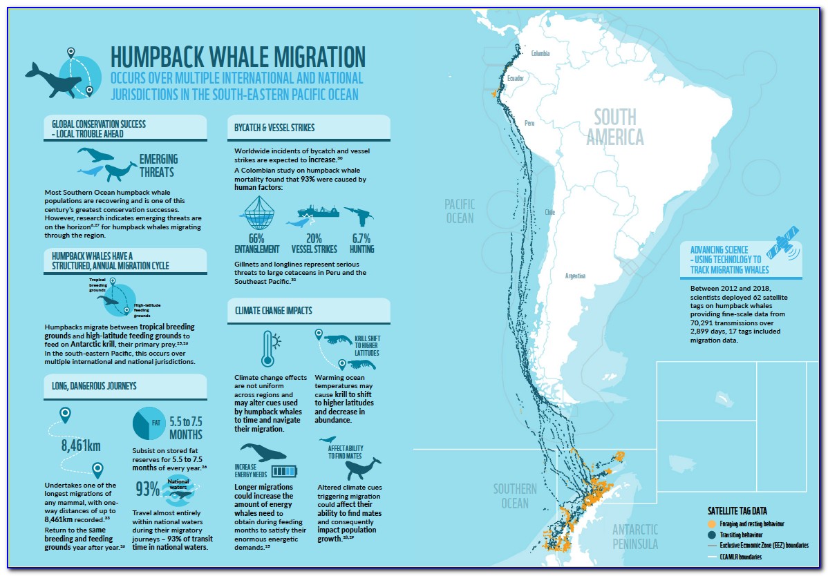 Humpback Whale Migration Route Caribbean